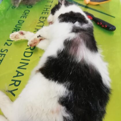  TATA TOSATURA E UNGHIE INCARNITE 2020