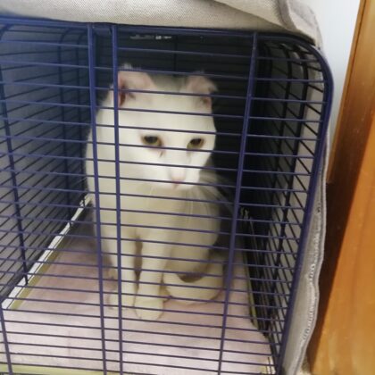 NEFER AMPUTAZIONE ORECCHIE