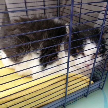 NALLA ASPORTAZIONE ALTRI DENTI