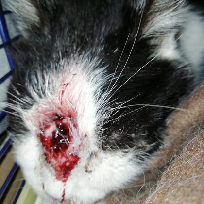 TATA ASCESSO CON PERFORAZIONE TESSUTI FRONTALI