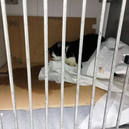 Nalla asportazione di denti 2020