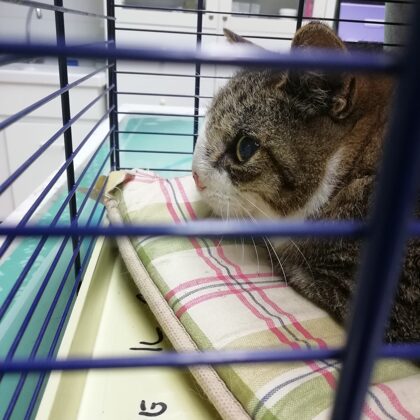 Daria tumore al naso