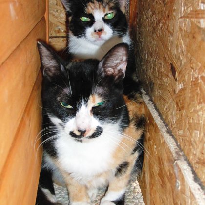 Thelma e Louise provenienza S. Costanzo, gatte segregate dentro un garage