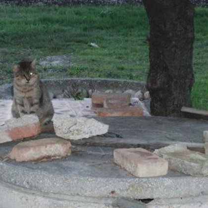 BALU' è arrivato dal nulla