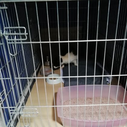 gatto di colonia gestita da privato maggio 2019