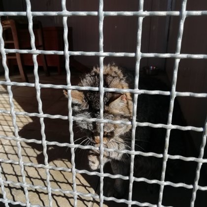 Tito asportazione denti 2019