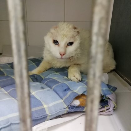 White, laser per carcinoma squamocellulare al volto