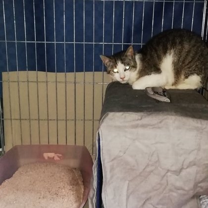 Gatto di colonia, gestita da privati, gatto da sterilizzare 2019