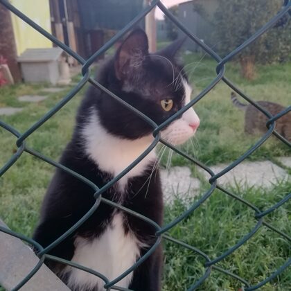 16 aprile 2021 Poolino