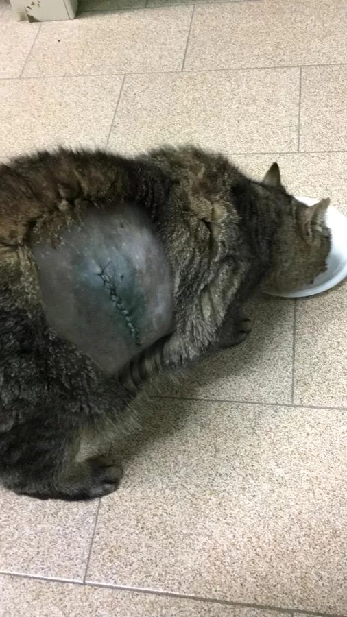 TITO ASPORTAZIONE LIPOMA