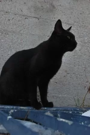 Zorro