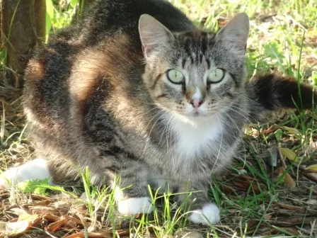 Giungo Zoe