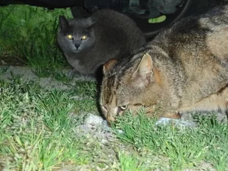 Mustafà e Giada