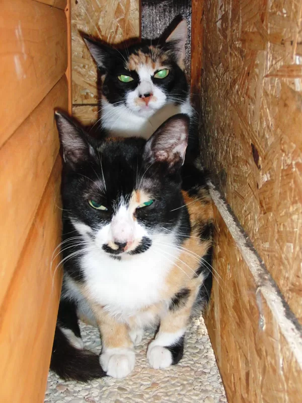 Thelma e Louise provenienza S. Costanzo, gatte segregate dentro un garage