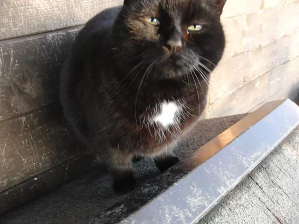 Gatti dell'Oasi