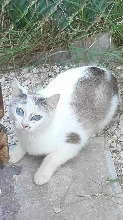 GINA