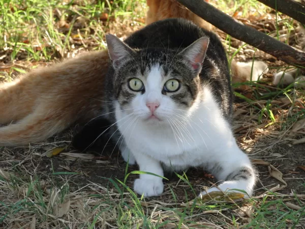 GUSTAVO