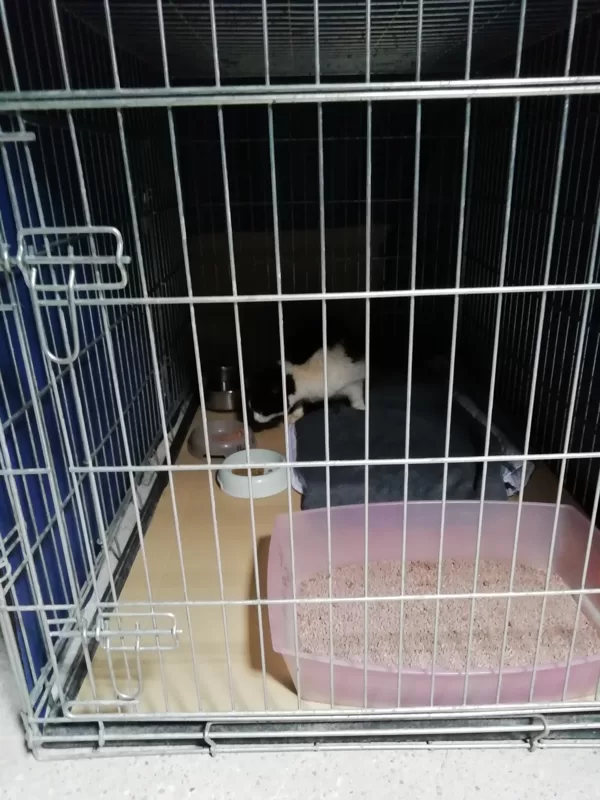 gatto di colonia gestita da privato maggio 2019