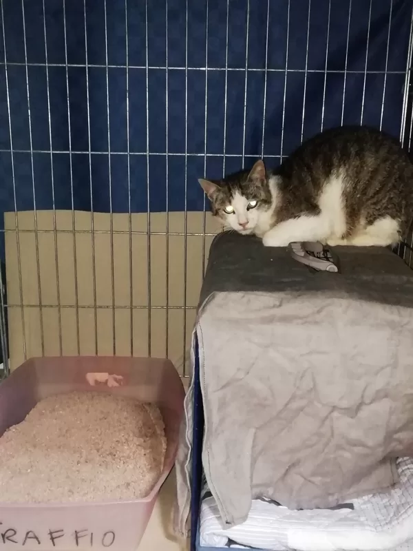 Gatto di colonia, gestita da privati, gatto da sterilizzare 2019