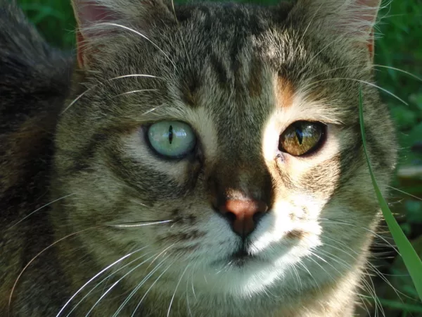MATILDE