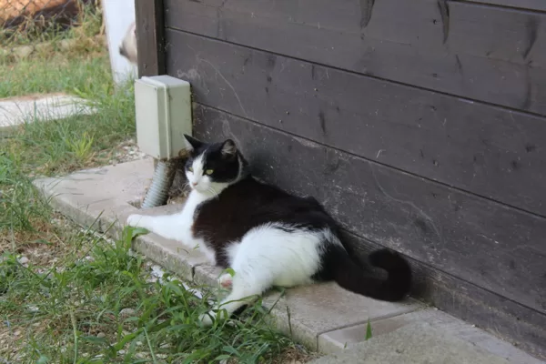 NALLA