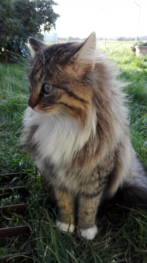 SWIFFER