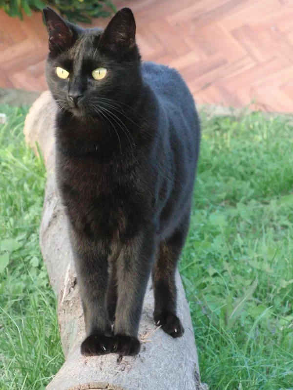 TOM