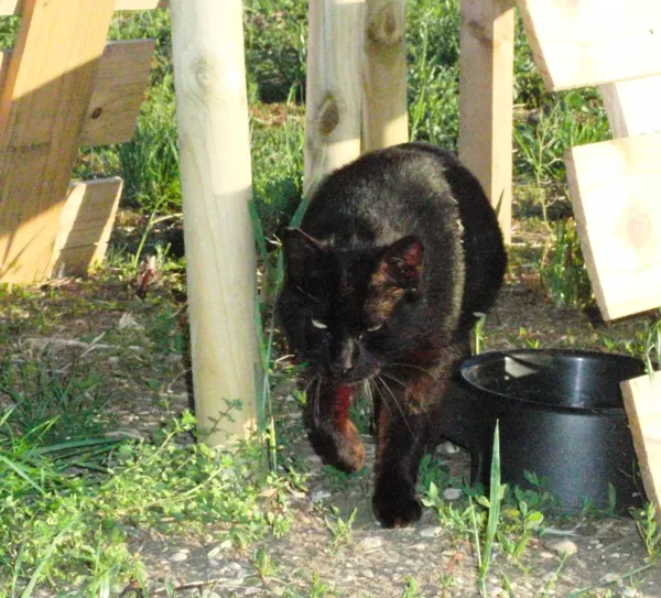 ZORRO