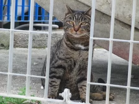 Titti