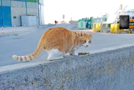 Ettore