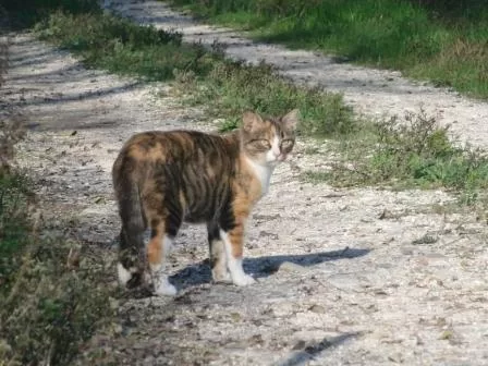 2009 mamma di Poldo